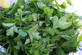 Estefanía Muñoz Cabrera