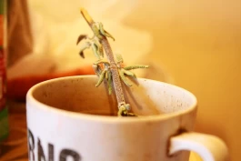 Estefanía Muñoz Cabrera